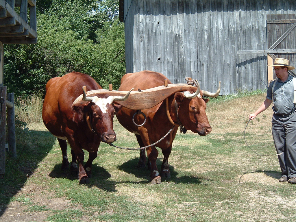 Two oxen with a wooden yoke